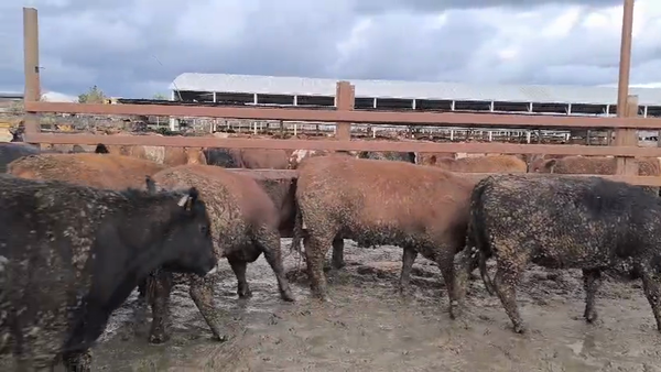 Lote 20 Vaquilla Gorda en Los Ángeles, VIII Región Biobío