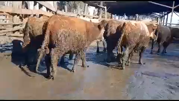 Lote 45 Novillo Gordo en Yerbas Buenas, VII  Región Maule