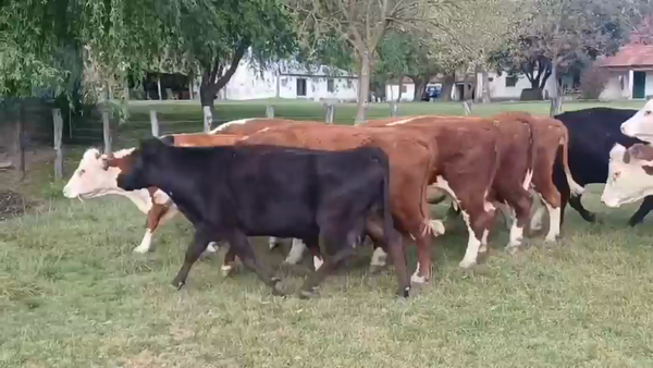 Lote 34 Vacas de invernar en Entre Ríos, Concordia