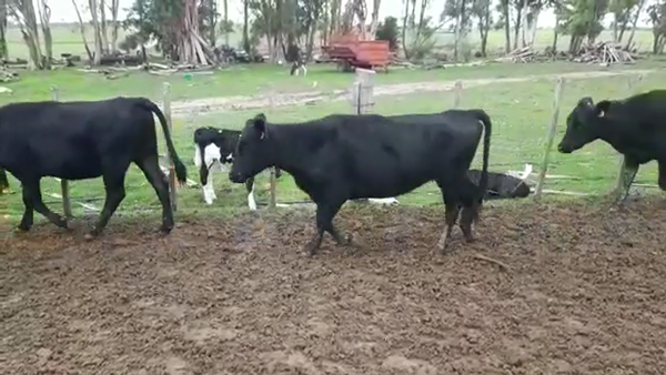 Lote VAQUILLONAS 1 A 2 AÑOS