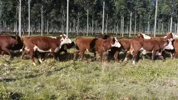 Lote 82 Novillitos