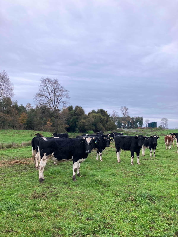 Lote 20 Novillo Gordo en Río Bueno, XIV Región Los Ríos