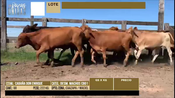 Lote LOTE 27 - 60 DESMAMANTES MACHOS CBO 1