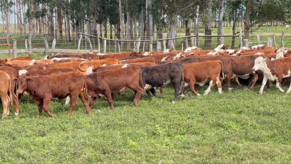 Lote 110 Terneras en Corrientes, Saladas