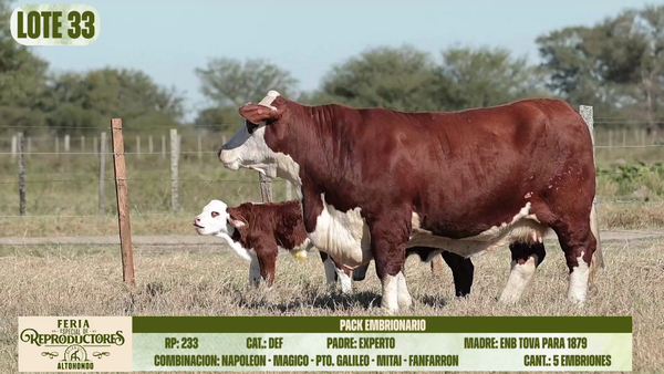 Lote LOTE 33