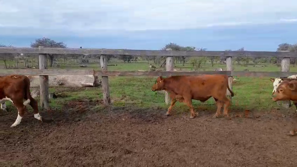Lote 73 Terneros/as en Corrientes, Perugorría