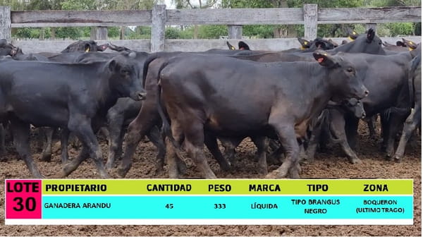 Lote LOTE 30 - 45 VAQUILLAS CBO 1