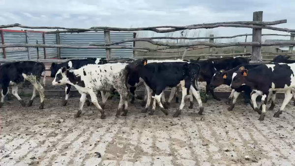 Lote TERNEROS