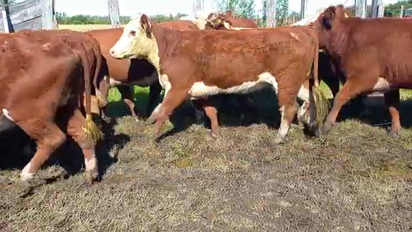 Lote 13 Vaquillonas C/ servicio en La Paz, Entre Ríos