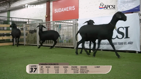 Lote Nacional Santa Inés Campo - Lote 37
