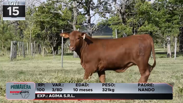 Lote LOTE 15