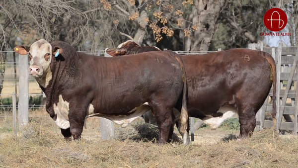 Lote BRAFORD EL ALJIBE