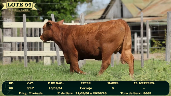 Lote LOTE 99