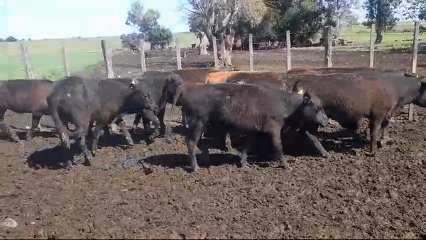 Lote (Vendido)9 Terneras ANGUS 200kg -  en SANTA ELENA