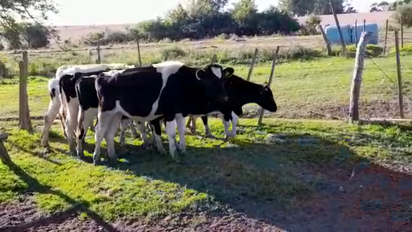 Lote TERNEROS HOLANDO