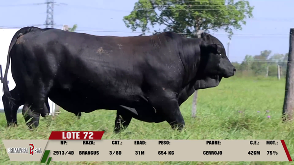 Lote LOTE 72