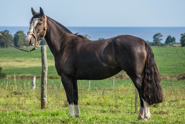 Lote CONSTANCIA RONCADORA 1723