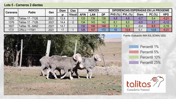 Lote Lote 5 - TALITAS