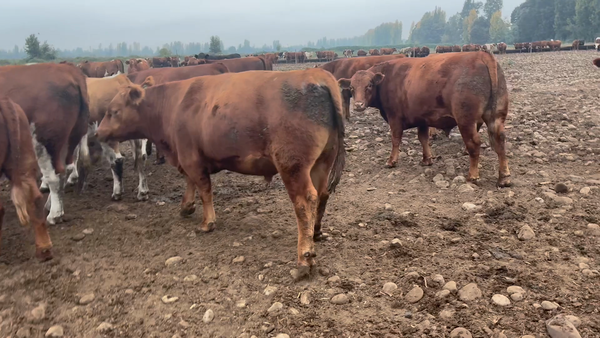 Lote 45 Novillo Gordo en Linares, VII  Región Maule