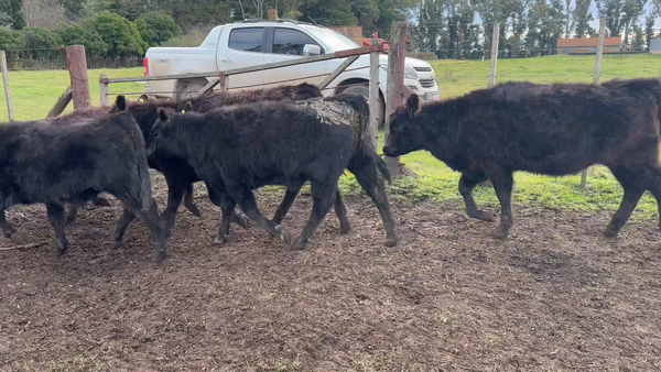 Lote 70 Terneros/as en Tres Arroyos, Buenos Aires