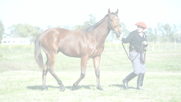 Lote NICOLINO NIK (NICODEMUS -  VIRGINIA JOHAN)