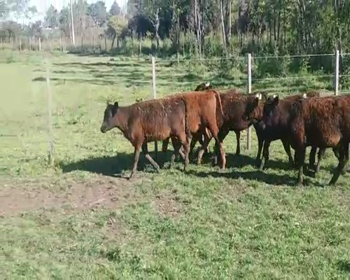 Lote (Vendido)7 Terneras AA 120kg -  en COSTAS DEL ROSARIO
