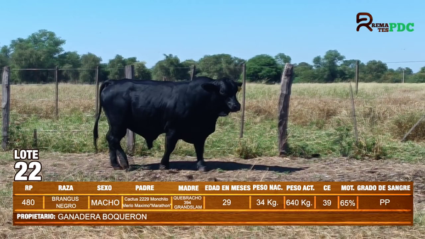 Lote TORO BRANGUS NEGRO - GANADERA BOQUERON