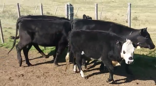 Lote 3 Vaquillonas  380kg -  en RUTA 53