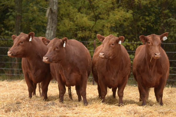 Lote VACAS ANGUS 2° SERV