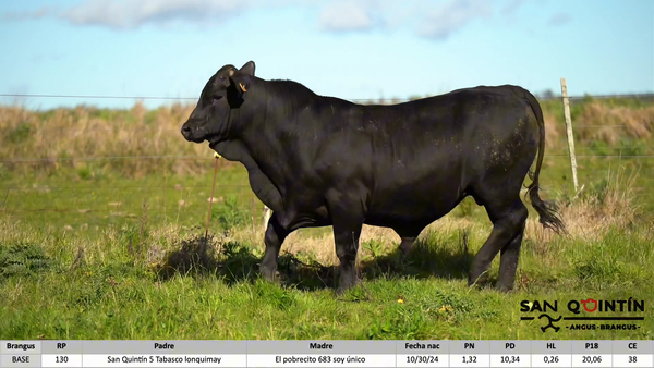 Lote San Quintin - Brangus