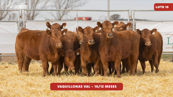 Lote VAQUILLONAS V.A.L. - 10/11 meses