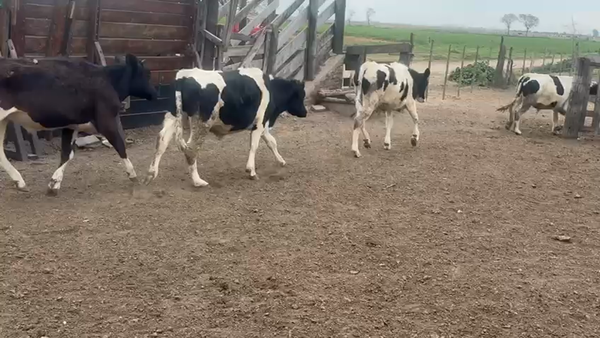 Lote 26 Novillitos Holando Argentino en Ramona, Santa Fe