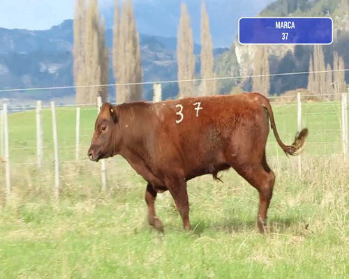 Lote 1 Toro en Coyhaique, XI Región Aysén