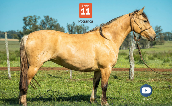 Lote DEL SILENCIO TA CANSADA
