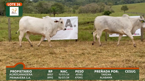 Lote 2P PRIMAVERA