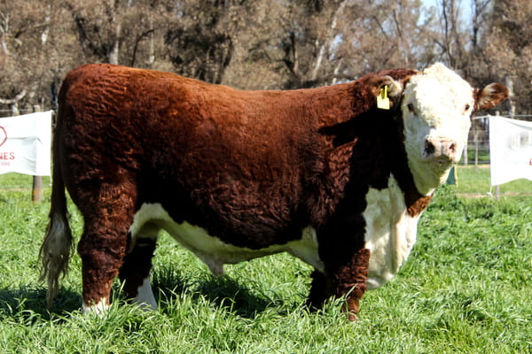 Lote Toro PP Bozal