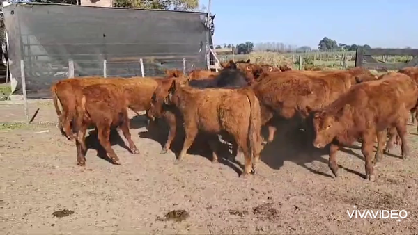 Lote 27 Terneros/as en Brandsen, Buenos Aires