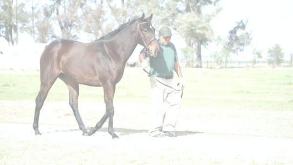 Lote VILLY KING (VILLAGE KING -   EMILY RUNNER)