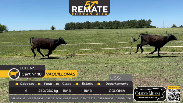 Lote 6 Vaquillonas  en Tarariras, Colonia