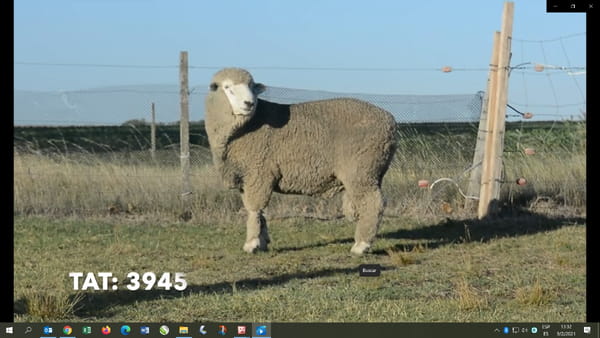 Lote 2 borregos 2dt 3975-3904