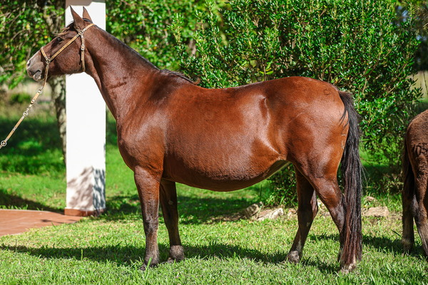 Lote RZ AHORA E SEMPRE BELLA DA CARAPUÇA