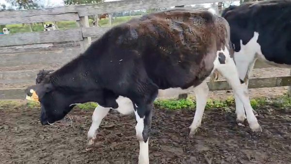 Lote 3 Vaquillonas  450kg - , San José