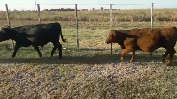 Lote 20 Terneros