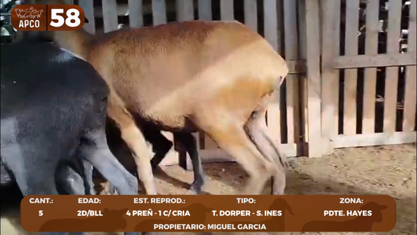 Lote LOTE 58 -POR PANTALLA