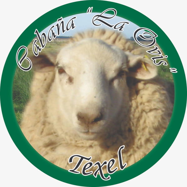 Lote CARNERO TEXEL