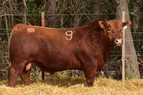 40338 — TOROS ANGUS PC