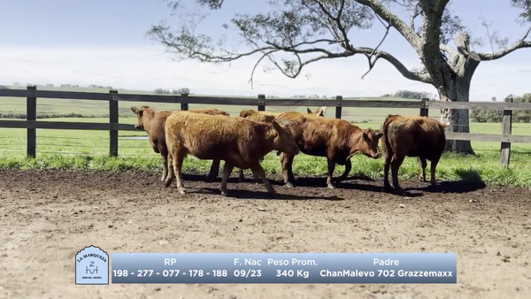 Lote Lote 2 - La Marqueza