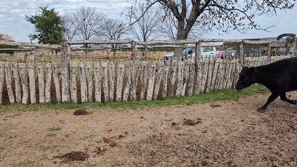Lote 15 Vacas p/ invernar en Corrientes, Curuzu Cuatia