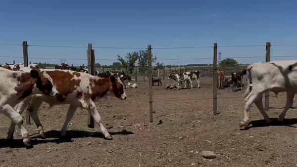 Lote Terneros