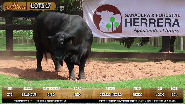 Lote LOTE 17
